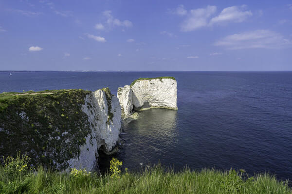 Old Harry Rocks, Dorset coast Picture Board by Andrew Sharpe
