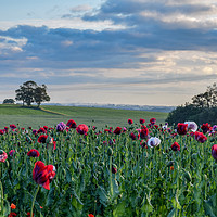 Buy canvas prints of Poppy fields by James Sedgemore