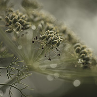 Buy canvas prints of Fennel by David Hill
