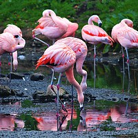 Buy canvas prints of Pink Flamingos by Sara Neal