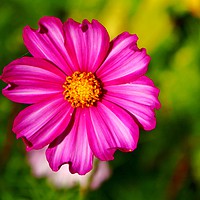 Buy canvas prints of Pink Cosmos by Sara Neal