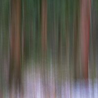 Buy canvas prints of Forest movement by Andy Davis