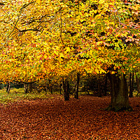 Buy canvas prints of Autumn by David Tanner