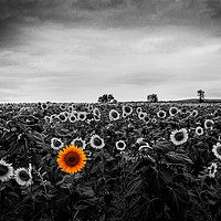 Buy canvas prints of A field of sunflowers by David Tanner