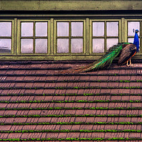 Buy canvas prints of Peacock on a roof by David Tanner