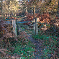 Buy canvas prints of Woodland gateway by PAUL OLBISON
