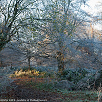 Buy canvas prints of Frosty woodland by PAUL OLBISON