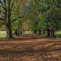 Buy canvas prints of Woodland walks by PAUL OLBISON