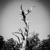 Buy canvas prints of Ancient tree by PAUL OLBISON