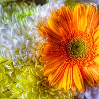 Buy canvas prints of Coloured bouquet  by PAUL OLBISON