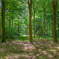 Buy canvas prints of Fairytale woodland by PAUL OLBISON