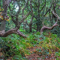 Buy canvas prints of Woodland serpents by PAUL OLBISON