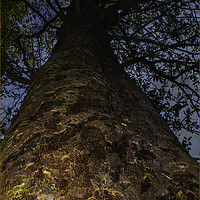 Buy canvas prints of Looking straight up the trunk of a Tree by Julia Watkins