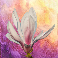 Buy canvas prints of Magnolia Flower  by Julia Watkins