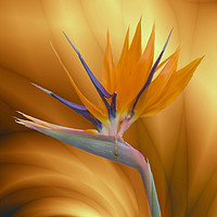 Buy canvas prints of Bird of Paradise Flower by Julia Watkins