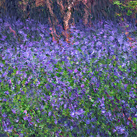 Buy canvas prints of Impressionist view of Blue Bells  by Julia Watkins