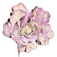 Buy canvas prints of Flower in shades of Pastel by Julia Watkins