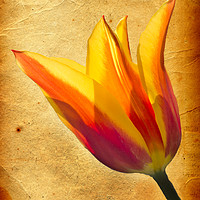 Buy canvas prints of Tulip  by Julia Watkins