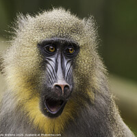 Buy canvas prints of Mandrill Monkey Colchester Zoo  by Julia Watkins