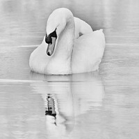 Buy canvas prints of Swan and Reflection by Julia Watkins