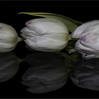 Buy canvas prints of three tulips and reflection by Julia Watkins
