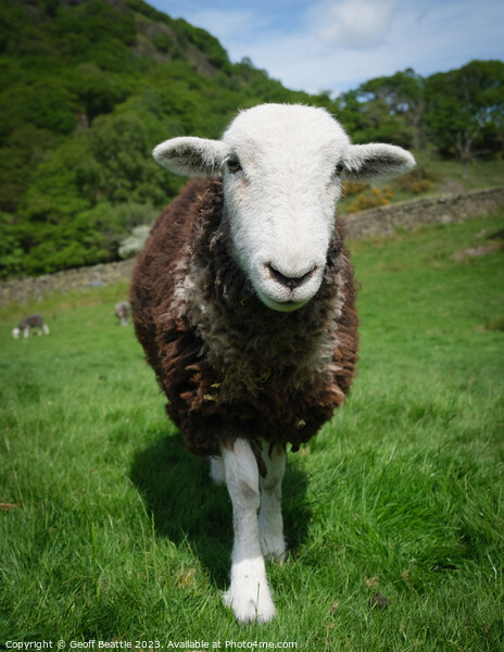 A herdwick sheep standing on top of a lush green field  Picture Board by Geoff Beattie
