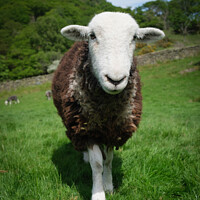 Buy canvas prints of A herdwick sheep standing on top of a lush green field  by Geoff Beattie