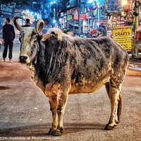 Buy canvas prints of A cow walking down the street in Rishikesh, India by Geoff Beattie