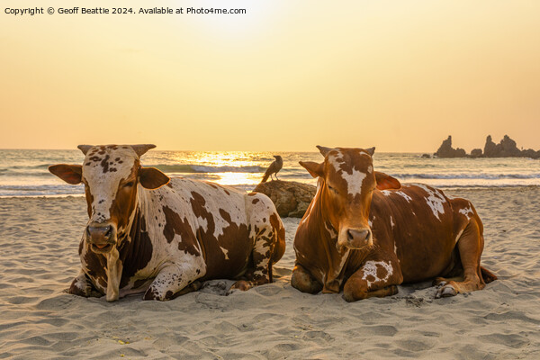 Couple of old cows chillin' on the beach in India Picture Board by Geoff Beattie