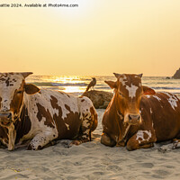 Buy canvas prints of Couple of old cows chillin' on the beach in India by Geoff Beattie