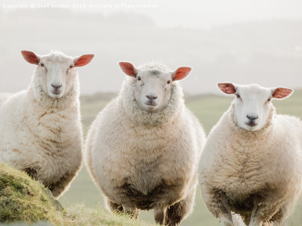 3 sheep watching Picture Board by Geoff Beattie