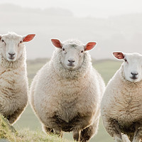 Buy canvas prints of 3 sheep watching by Geoff Beattie