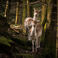 Buy canvas prints of 2 fallow deer in the woodland morning light by Geoff Beattie