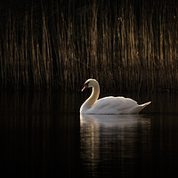 Buy canvas prints of Swan in the morning light by Geoff Beattie