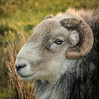 Buy canvas prints of Herdwick Sheep head profile portrait  by Geoff Beattie