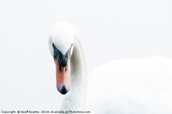 Portrait of a swan Picture Board by Geoff Beattie