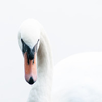 Buy canvas prints of Portrait of a swan by Geoff Beattie