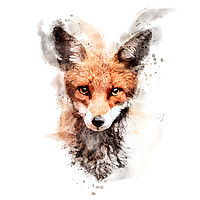 Buy canvas prints of Red fox in watercolour by Geoff Beattie