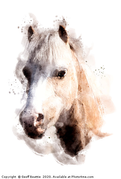 Pony in watercolour Picture Board by Geoff Beattie