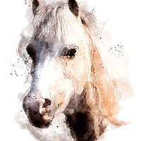 Buy canvas prints of Pony in watercolour by Geoff Beattie