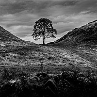 Buy canvas prints of The Iconic Solitude of Sycamore Gap by Geoff Beattie
