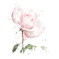 Buy canvas prints of Pink rose in digital watercolour by Geoff Beattie
