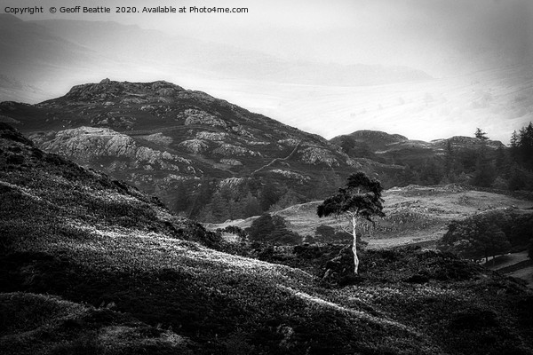 Lone Silver Birch. Holme Fell, The Lake District Picture Board by Geoff Beattie