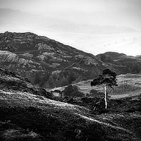 Buy canvas prints of Lone Silver Birch. Holme Fell, The Lake District by Geoff Beattie