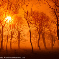 Buy canvas prints of Misty woodland morning by Geoff Beattie