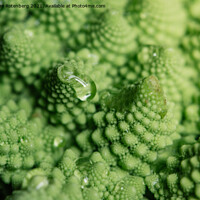 Buy canvas prints of Romanesque Broccoli by Alexandre Rotenberg
