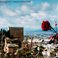 Buy canvas prints of View on the Alhambra and the city of Granada in Andalusia, Spain by Alexandre Rotenberg