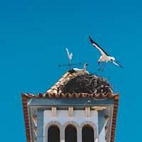Buy canvas prints of Two White Storks nesting on a Bell Tower  by Alexandre Rotenberg