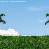 Buy canvas prints of Two Solitary Palm Trees Standing on a Lush Green Hillside Against a Clear Blue Sky by Alexandre Rotenberg