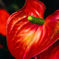 Buy canvas prints of Vibrant Red Anthurium Flower Blooming in a Lush Garden Setting During Daytime by Alexandre Rotenberg